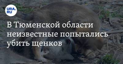 В Тюменской области неизвестные попытались убить щенков. Видео