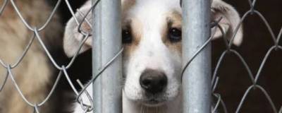 Во Владикавказе выделят 36 млн рублей на содержание бездомных животных