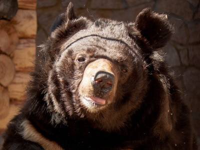 По факту отравления медведей в челябинском зоопарке возбуждено уголовное дело