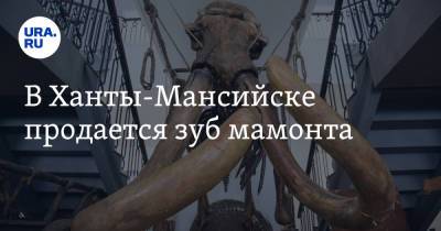 В Ханты-Мансийске продается зуб мамонта
