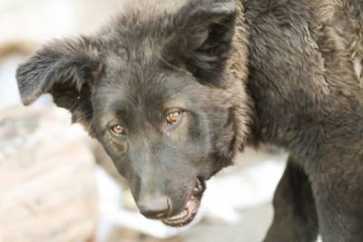 Стая бездомных собак от голода грызёт упавший столб в Чите