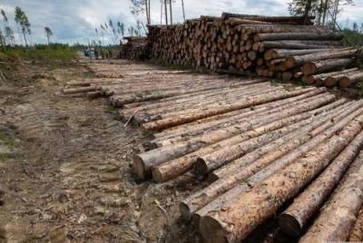 Из заказника под Томском украли лес, а наказанных нет