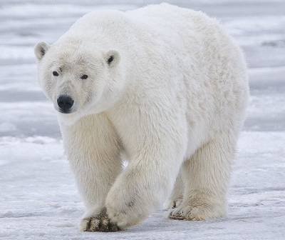Ученые: исчезновение белых медведей - вопрос времени - Русская семеркаРусская семерка