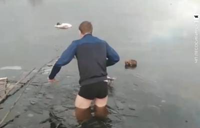 Мужчина бросился в замерзшее озеро, чтобы спасти брошенных там щенков — видео