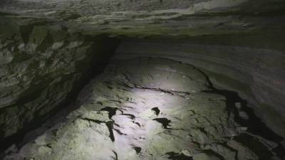 В доминиканской пещере нашли кости древнего ленивца