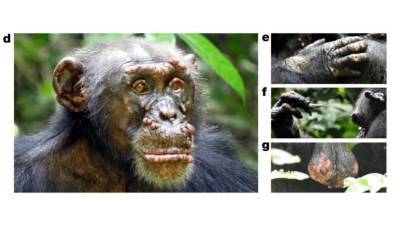 Ученые впервые обнаружили страшную болезнь у диких шимпанзе