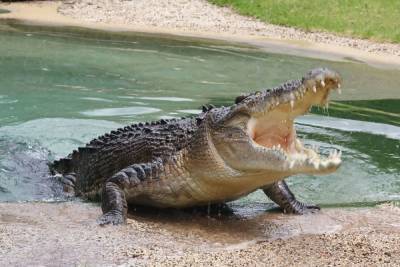 Ученые СПбГУ изучили устройство и начинку мозговой коробки крокодила