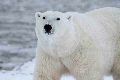 Ученые прогнозируют, что к концу века белые медведи могут исчезнуть