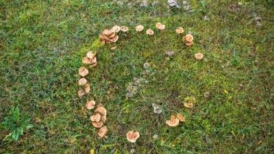Ведьмин круг: откуда появляются мистические кольца из грибов