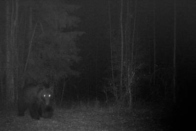 Во Владимирские леса пришли на ПМЖ медведи