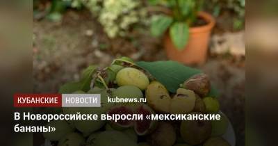В Новороссийске выросли «мексиканские бананы»