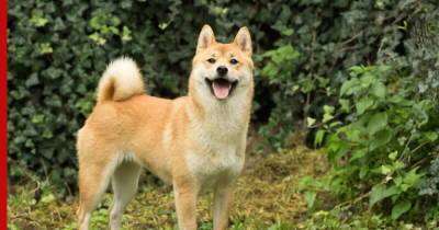 Акита-ину: красивая собака "с характером" для спокойных хозяев