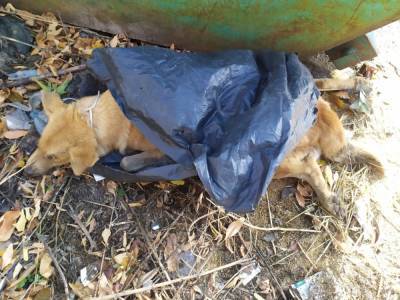 “Какая же мразь это сделала...” Задушенную собаку обнаружили в Липецке