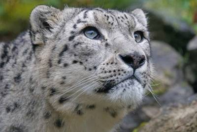 Московский зоопарк подготовит программу для Дня снежного барса 23 октября