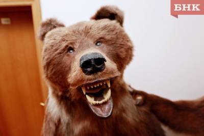 Медведя заподозрили в гибели сторожа в Коми