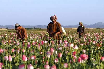 Стало известно о стремительном росте цен на наркотики в Афганистане