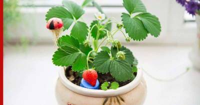 Огород на подоконнике: овощи и фрукты, которые можно вырастить в квартире