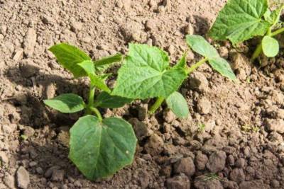 Что можно посадить на щелочной почве для хорошего урожая: советы, которые знает не каждый дачник