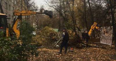 Срубившие деревья на одной из московских улиц рабочие возмутили россиян