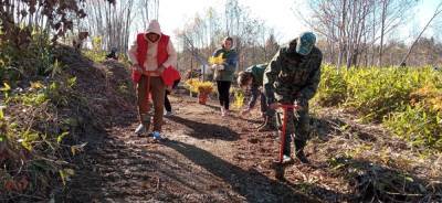 3 тысячи лиственниц посадили сахалинцы в окрестностях областного центра