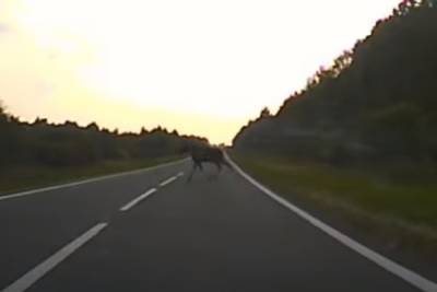 В Любимском районе дороги становятся опасными из-за лосей