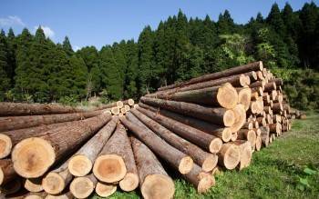 Вологодская область стала одним из лидеров по экспорту древесины