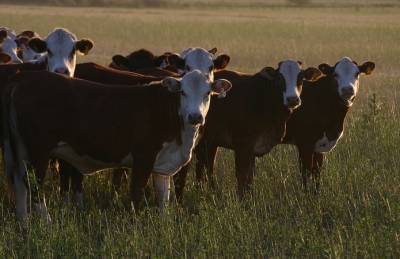 Украина резко увеличила импорт скота