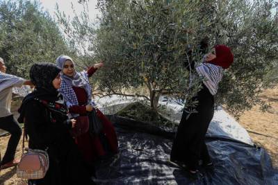 Самария: четверо поселенцев задержаны по подозрению в нападении на палестинцев в оливковой роще