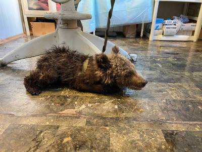 В Челябинске зоологи спасли маленькую медведицу