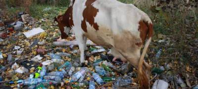 В райцентре Карелии коровы ищут еду среди мусора (ФОТОФАКТ)