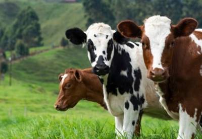 Минагрополитики выделило 57,7 млн грн дотации владельцам коров