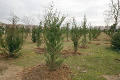 Замминистра экологии Азербайджана о сезонной высадке деревьев в Зангилане
