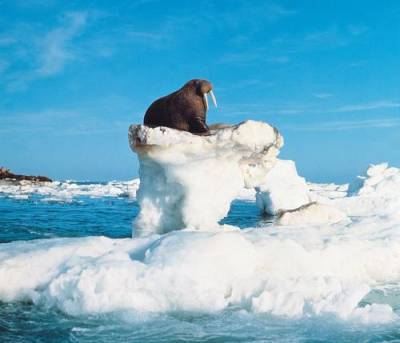 Всемирная перепись моржей началась у арктического побережья Атлантического океана и моря Лаптевых