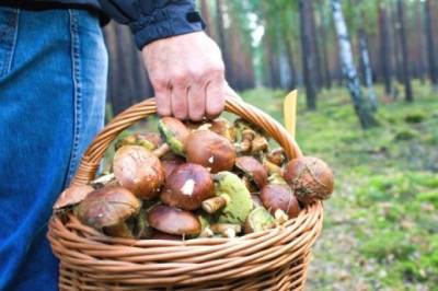 Грибной сезон: ядовитые грибы сейчас похожи на съедобные - inform-ua.info - Украина