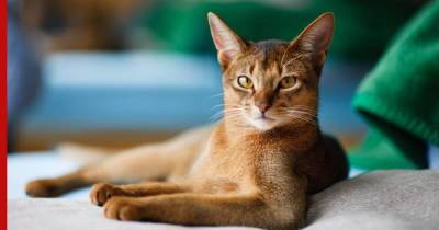 Абиссинская кошка: благородный и умный компаньон для семьи с детьми