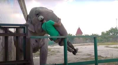 Слон украл человека? Видео, которое впечатлило пользователей Youtube