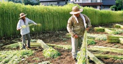 В Молдове решили узаконить выращивание конопли