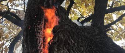 В Святогорске подожгли заповедный дуб (видео)