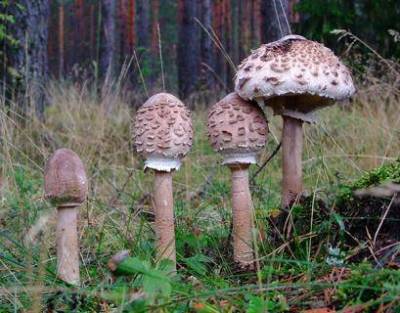 Описание гриба. Гриб-зонтик большой пестрый