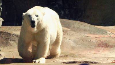 Вахтовики на Колыме сняли визит белого медведя за печеньем на видео