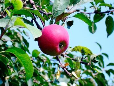 В Украине рекордно подешевели яблоки: такого не наблюдалось три года