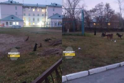 Жительница Заельцовского района пожаловалась на агрессивных собак у школы № 77 в Новосибирске - sib.fm - Новосибирск - район Заельцовский