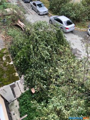 Упавшее дерево перекрыло выход из подъезда дома на проспекте Победы в Южно-Сахалинске
