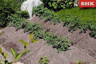 В Коми стали собирать меньше картофеля и овощей