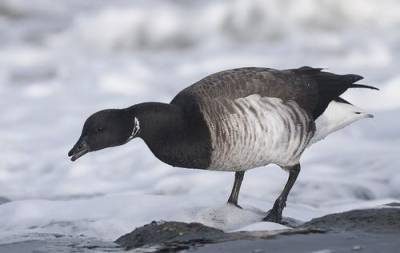 В нацпарке «Русская Арктика» вновь зафиксировали редкие виды птиц