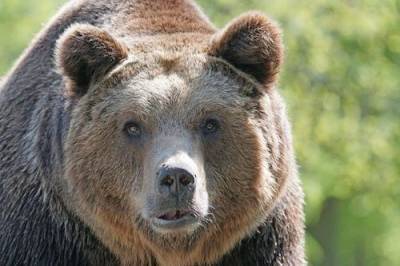 В цирке в Орле медведь напал на дрессировщицу во время выступления