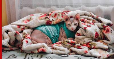 Ненавидят зиму: породы кошек, которые боятся холодов