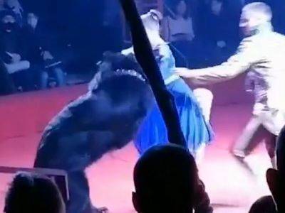 В Орле медведь напал на беременную дрессировщицу во время выступления
