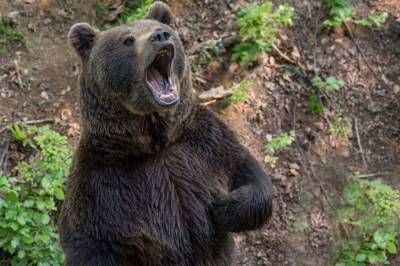 В Орле цирковой медведь напал на дрессировщицу