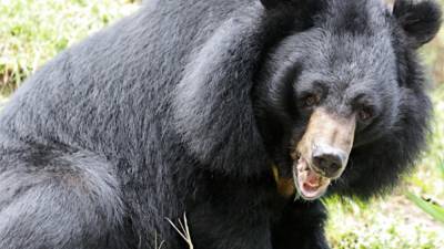 В Орле медведь напал на беременную дрессировщицу во время циркового номера